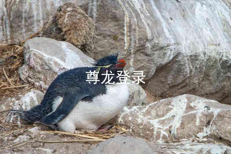 尊龙登录